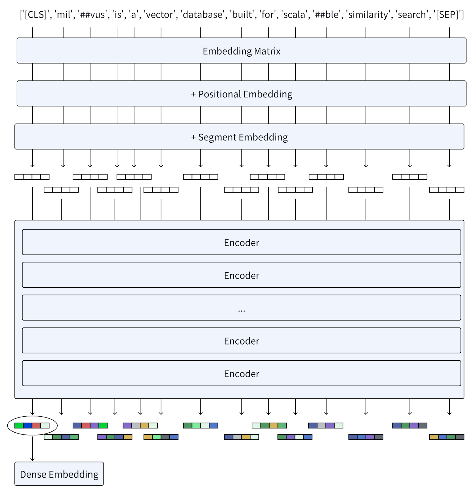 From tokens to BERT dense embeddings